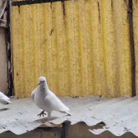 کبوتر|پرنده|تهران, امام حسین|دیوار