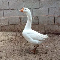 قوغاز سفید|حیوانات مزرعه|باوی, |دیوار