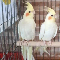 عروس هلندی