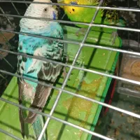 یک جفت مرغ عشق