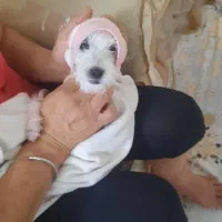 سگ گمشده درمحدوده دانش آموز وادیب گلبهار|سگ|گلبهار, شهر جدید گلبهار|دیوار