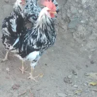 ۱۳  عدد تخم‌مرغ، مرغ  گلین نطفه دار