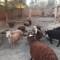 ۲۰ راس بره نر و ماده|حیوانات مزرعه|بوئین و میاندشت, |دیوار