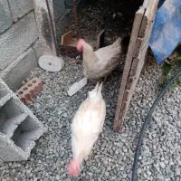 مرغ سفید قربانی|حیوانات مزرعه|شهریار, رنگرز|دیوار