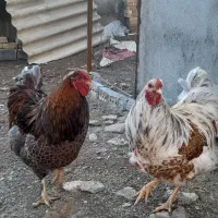جوجه مرغ ویاندوت امروک