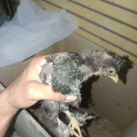 جوجه پاپر