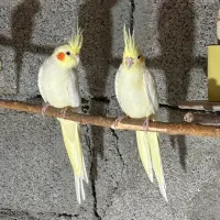 یک جفت عروس هلندی لوتینو (کلکسیونی)|پرنده|دره شهر, |دیوار