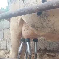 گاو و گوساله