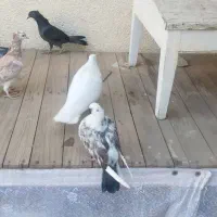 کفتر  آبادان شازده|پرنده|قم, انصار‌الحسین|دیوار