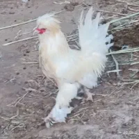 خروس