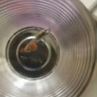 گلدفیش و گوپی