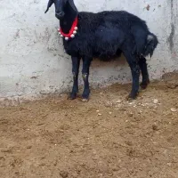 بره قوچ سر سفید|حیوانات مزرعه|باروق, |دیوار