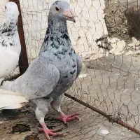 کفتر پرشی و جفتگاه