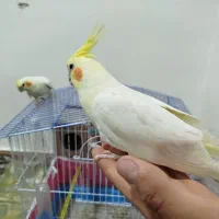 عروس هلندی|پرنده|بن, |دیوار