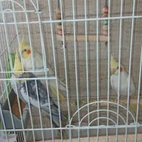 عروس هلندی|پرنده|تهران, پونک|دیوار