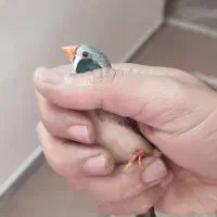 فنچ لپ سیاه