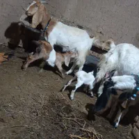 2عدد بز چهار دندان با 3بزغاله نر