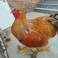 خروس برهما نژاد اصل