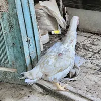 تعداد 10 عدد مرغ لاری و لاری رسمی بصورت تک و یکجا
