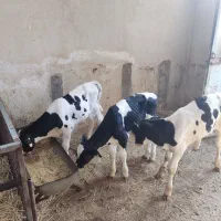 ۳ راس گوساله نر شیری یک ماه به بالا