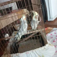 عروس هلندی جفت