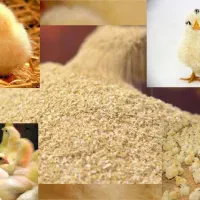 فروش جوجه یک روزه گوشتی، محلی و دورگه