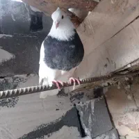 کبوترطوقی|پرنده|روانسر, |دیوار