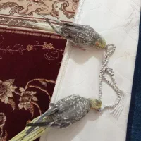 عروس هلندی