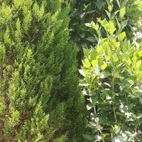 درخت گل گیاه تنه درخت|صنایع دستی و سایر لوازم تزئینی|تهران, طرشت|دیوار