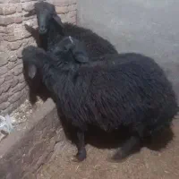سه راس گوسفند نر پروار