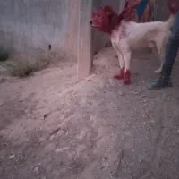 سگ گله واگزاری