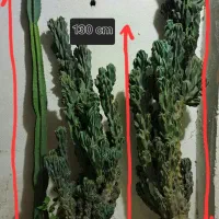 فروش انواع گل کاکتوس صخره‌ای و...