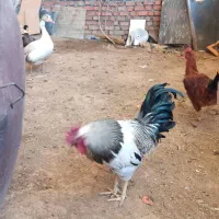 فروش خروس سرحال