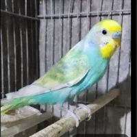 مرغ عشق پنگال رنگین کمانی