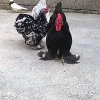 مرغ و خروس کوشین|حیوانات مزرعه|آزادشهر, |دیوار