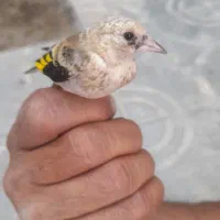 سهره شهرکرد