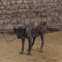 سگ ماده گم شده