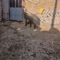 میش اصیل شال