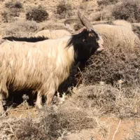 دوبر چپش دوبر بز|حیوانات مزرعه|فلارد, |دیوار