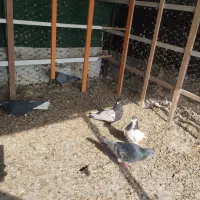 کفتر رنگی و دروگ|پرنده|لنجان, |دیوار