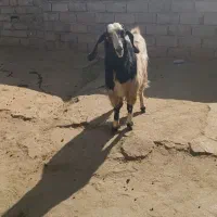 ساورین|حیوانات مزرعه|صحنه, |دیوار