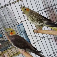 جفت عروس هلندی|پرنده|فسا, |دیوار