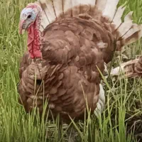 فروش بوقلمون