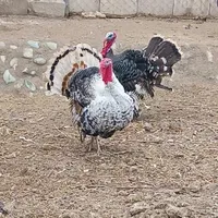 نگهبان وسرایدار|استخدام سرایداری و نظافت|کرج, ملارد|دیوار