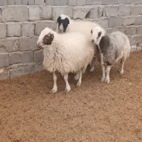 ۸عدد میش چاق|حیوانات مزرعه|مهریز, |دیوار