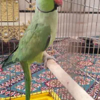ملنگو نر
