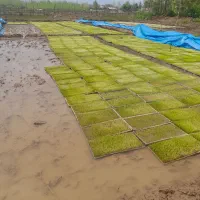 پیش فروش نشا هاشمی پرپشت