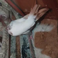 کبوتر|پرنده|ارومیه, |دیوار