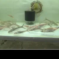 پن کوسه