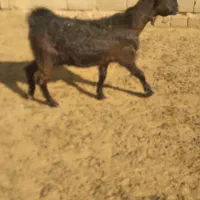 میش بز بره وکهره.قوچ .دبر|حیوانات مزرعه|شیراز, داریون|دیوار